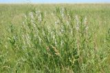 Astragalus sulcatus