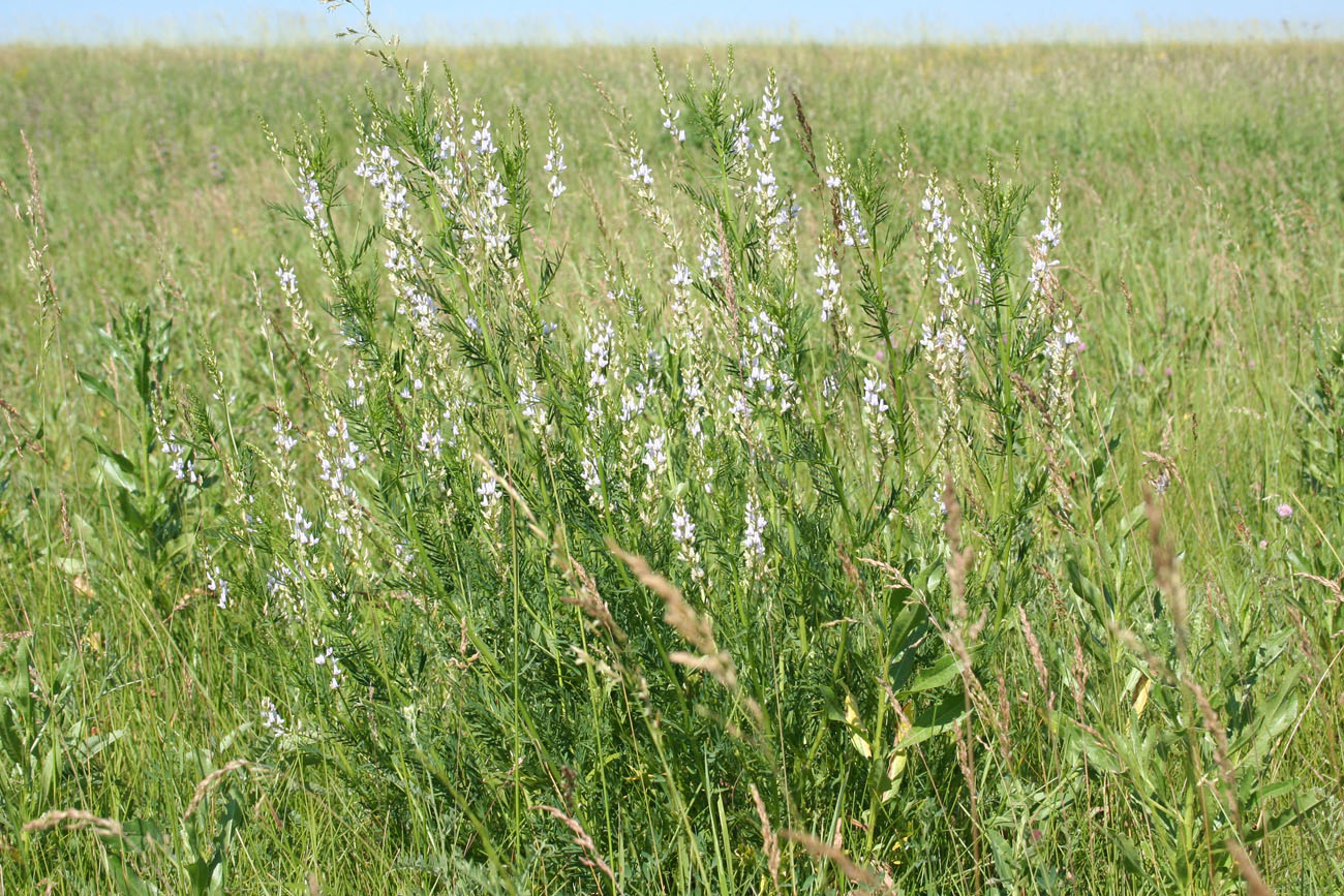 Изображение особи Astragalus sulcatus.