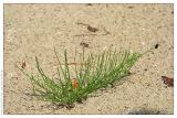 Equisetum arvense. Растение на песчаном пляже. Республика Татарстан, Волжско-Камский заповедник. 30.06.2009.