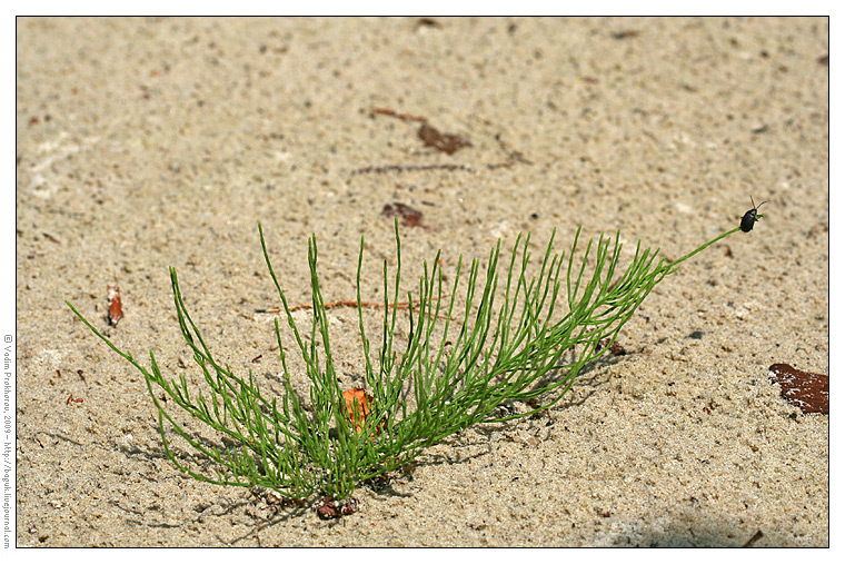 Изображение особи Equisetum arvense.