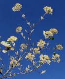 Viburnum &times; burkwoodii