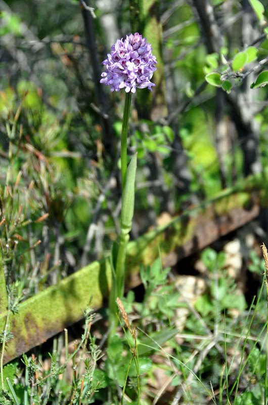 Image of Neotinea tridentata specimen.