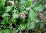 Bellis perennis