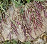 Astragalus monspessulanus. Соплодия. Греция, Халкидики. 28.04.2014.