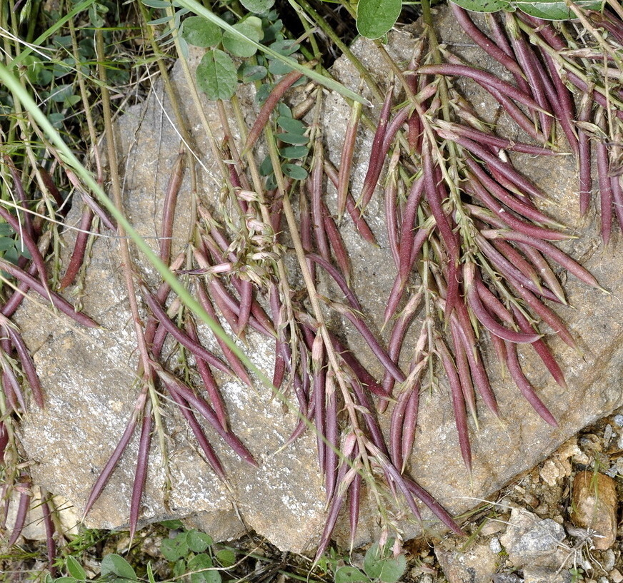 Изображение особи Astragalus monspessulanus.