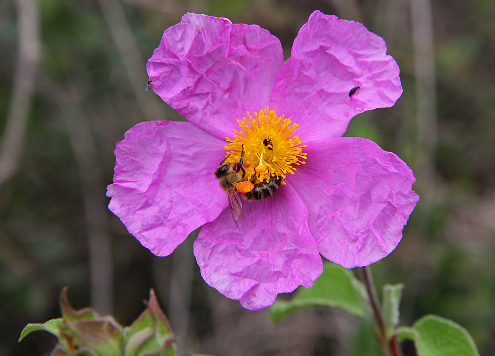 Изображение особи Cistus creticus.