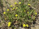 Potentilla humifusa