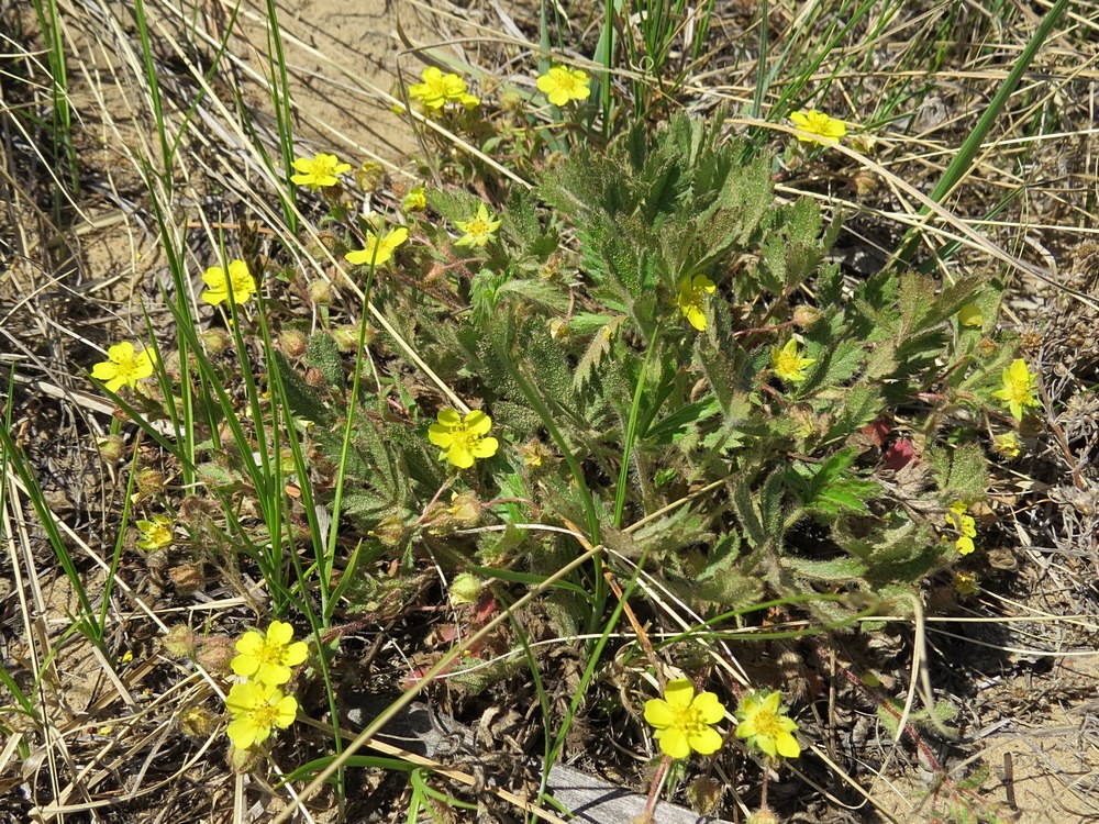Image of Potentilla humifusa specimen.