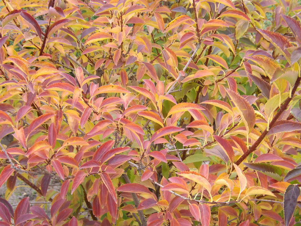 Image of Forsythia &times; intermedia specimen.