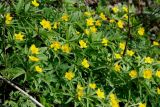 Anemone ranunculoides