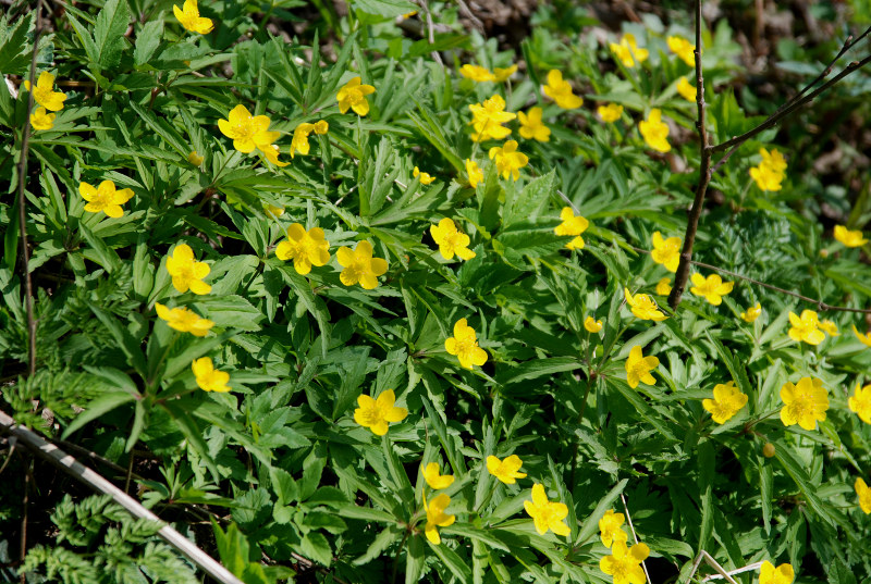 Image of Anemone ranunculoides specimen.