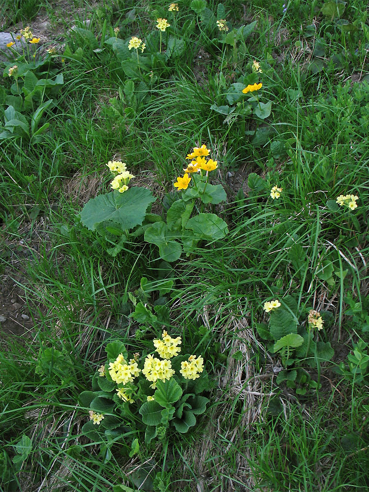 Изображение особи Primula poloninensis.