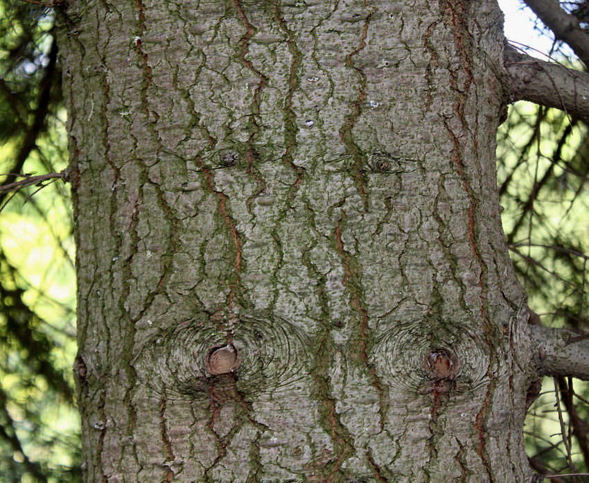 Image of Abies grandis specimen.