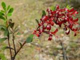 Arctostaphylos uva-ursi