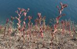 Bupleurum rotundifolium