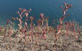 Bupleurum rotundifolium. Плодоносящие растения. Краснодарский край, м/о г. Новороссийск, окр. пос. Абрау, гора Круглая, кромка обрыва над морем. 13.06.2014.