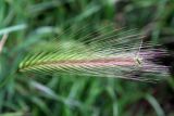 Hordeum murinum