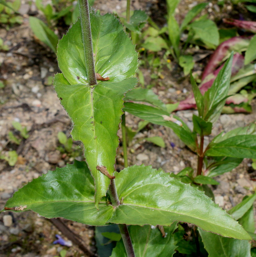 Image of genus Penstemon specimen.