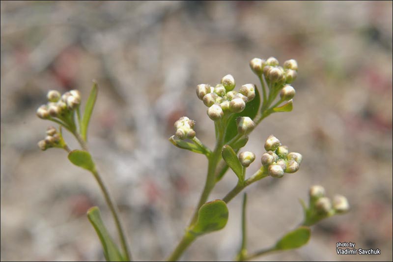 Изображение особи Lepidium cartilagineum.