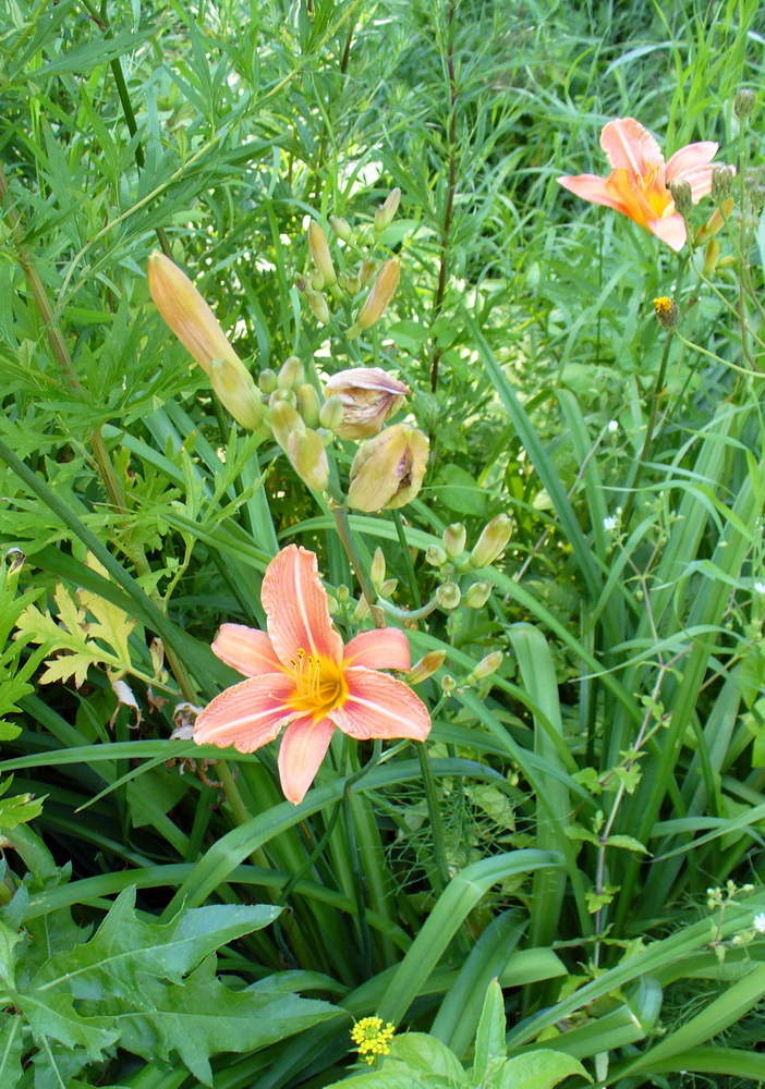 Изображение особи Hemerocallis &times; hybrida.