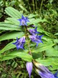 Gentiana asclepiadea