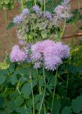 Thalictrum aquilegiifolium. Верхняя часть цветущего растения. Германия, г. Дюссельдорф, Ботанический сад университета. 03.06.2014.