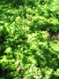 Poa nemoralis. Часть соцветия. Белгородская обл., Губкинский р-н, запов. \"Белогорье\", \"Ямская степь\", ур. Кучугуры, лес. 12 июня 2009 г.