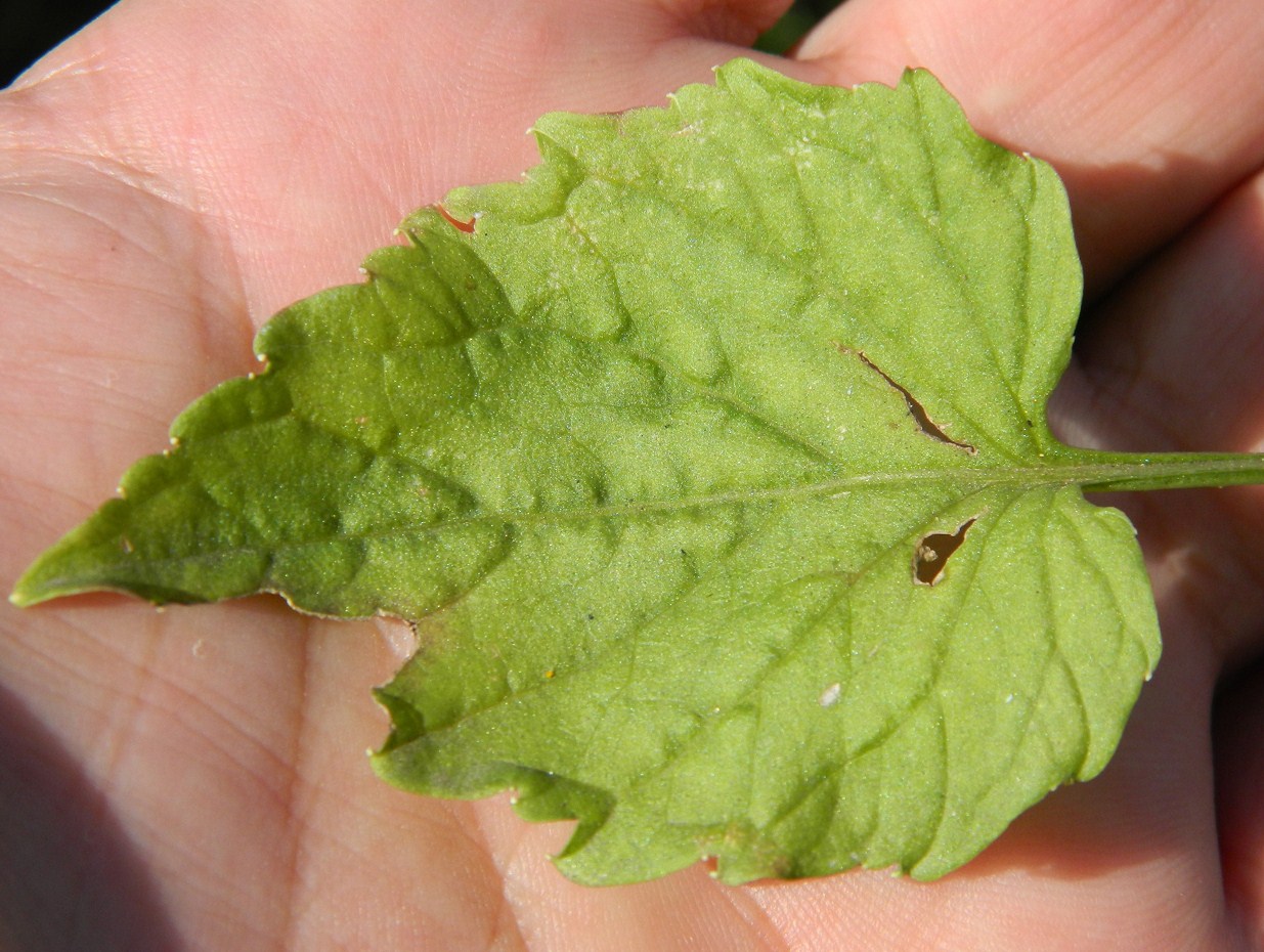 Image of Campanula carpatica specimen.