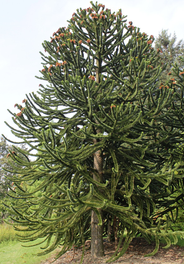 Изображение особи Araucaria araucana.