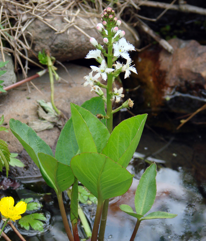 Изображение особи Menyanthes trifoliata.