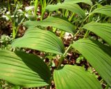 Polygonatum odoratum