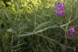 Lathyrus latifolius. Побеги цветущего растения. Греция, Ионическое море, о. Μαθράκι (Мафраки), маквис на берегу моря, обочина грунтовой дороги. 26.05.2014.