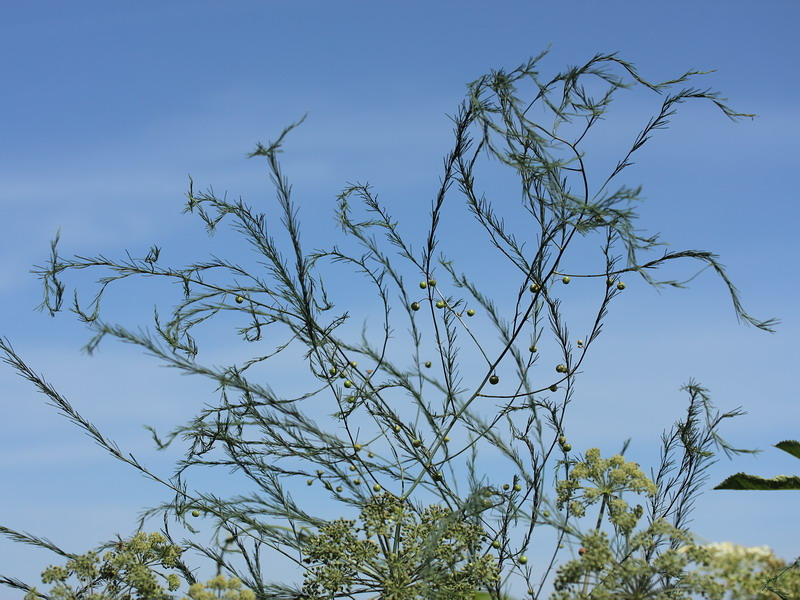 Изображение особи Asparagus officinalis.