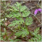 Erodium cicutarium