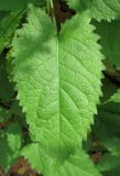 Salvia glutinosa. Лист. Москва, ГБС. 3 октября 2008 г.