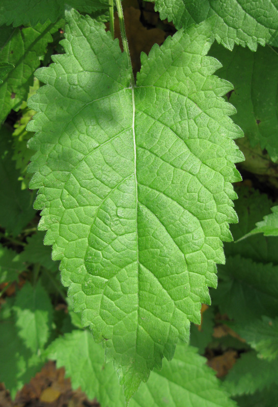 Изображение особи Salvia glutinosa.