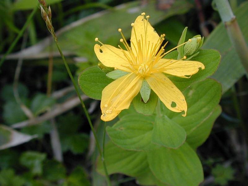 Image of Hypericum kamtschaticum specimen.