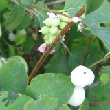 Symphoricarpos albus var. laevigatus