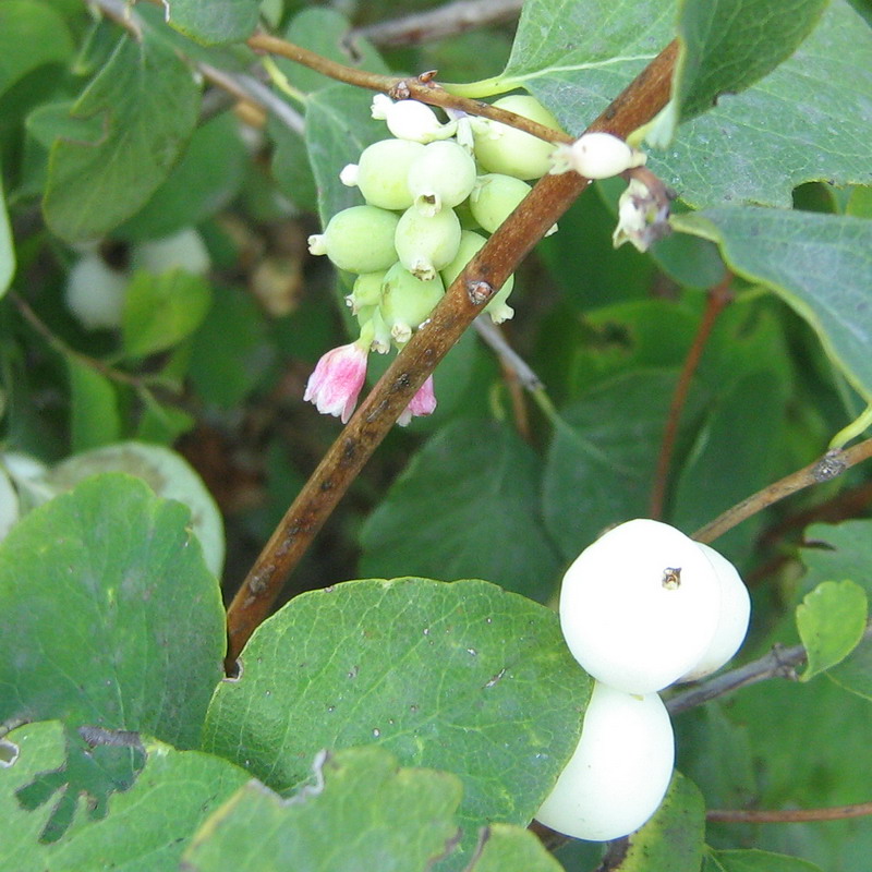 Изображение особи Symphoricarpos albus var. laevigatus.