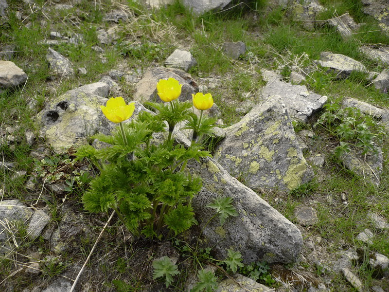 Изображение особи Pulsatilla aurea.