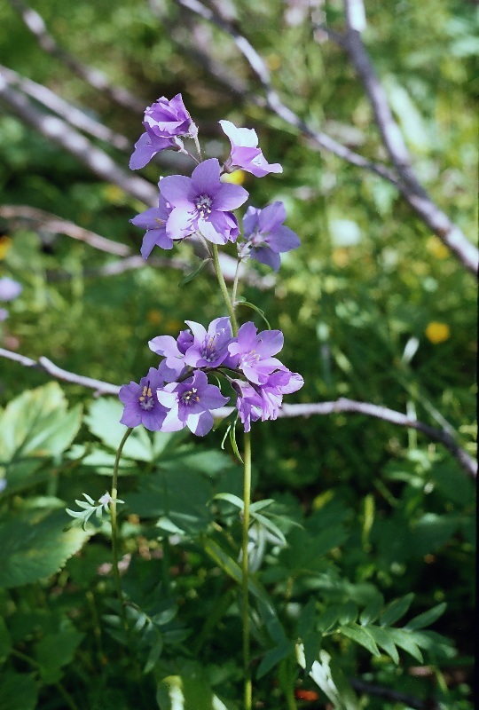 Изображение особи Polemonium caeruleum.