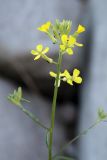 Erysimum canescens