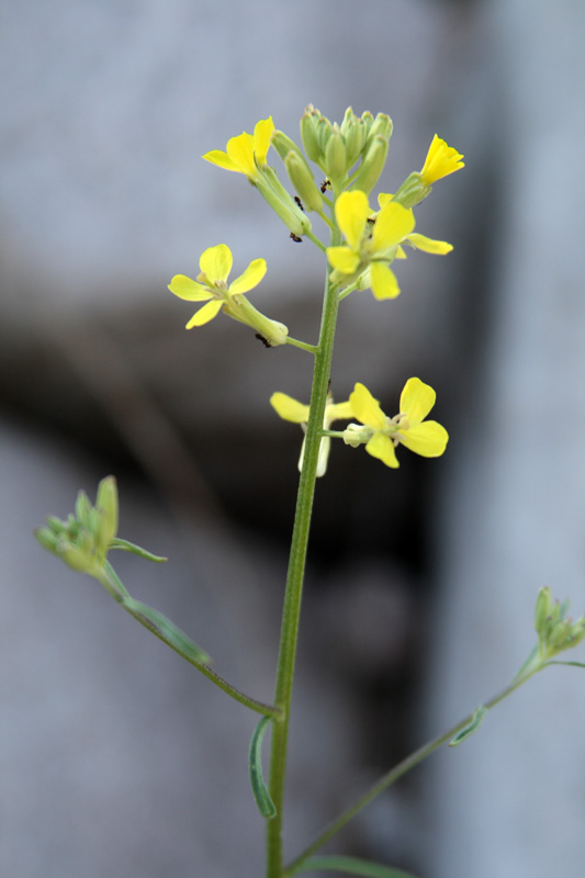 Изображение особи Erysimum canescens.