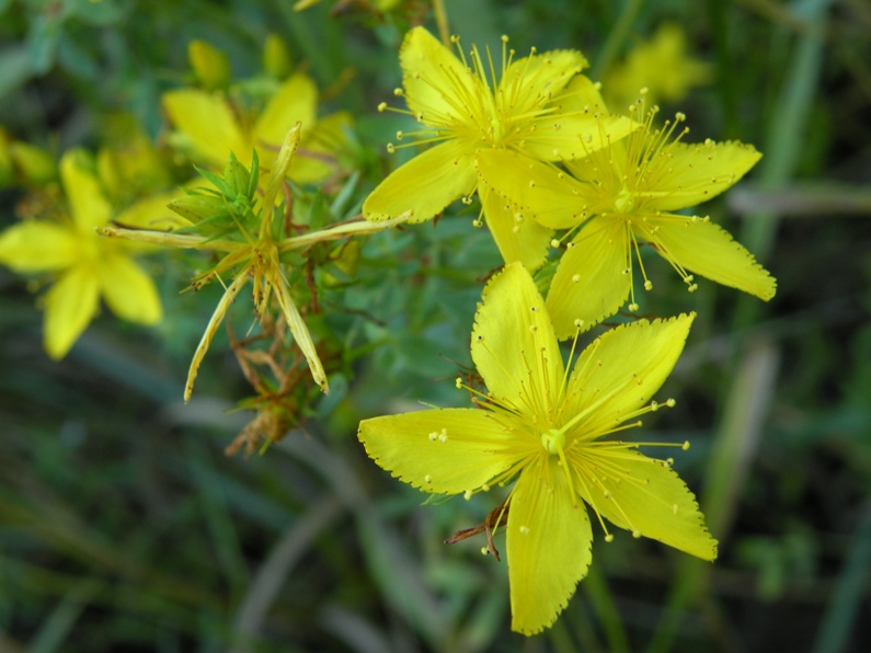 Изображение особи Hypericum perforatum.