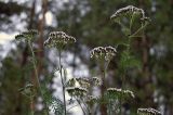 genus Achillea