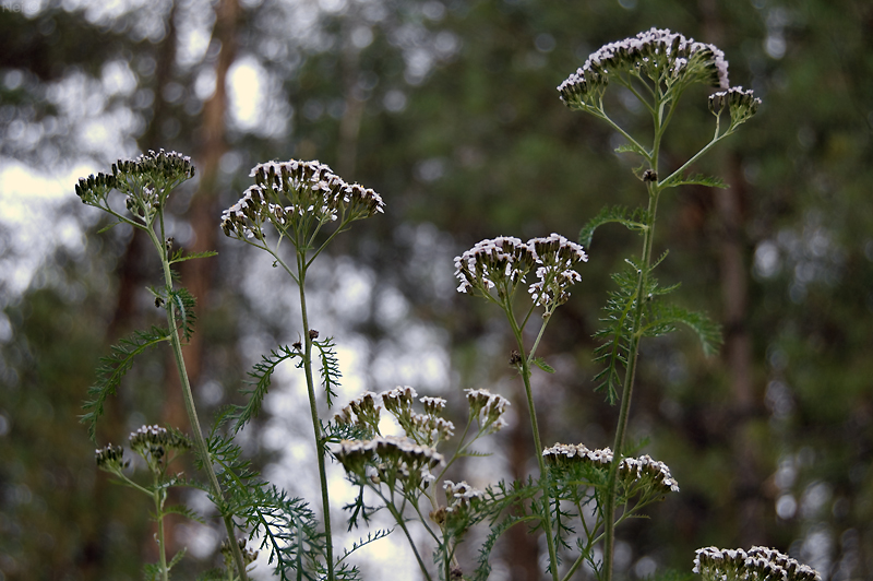 Image of genus Achillea specimen.