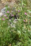 Centaurium pulchellum. Цветущие растения (белоцветковые растения - Centaurium meyeri). Узбекистан, Ферганская долина, Андижанская обл., Булакбашинский р-н, низкогорья в окр. пос. Ширманбулак, высота 700-850 м н.у.м. 11.06.2015.