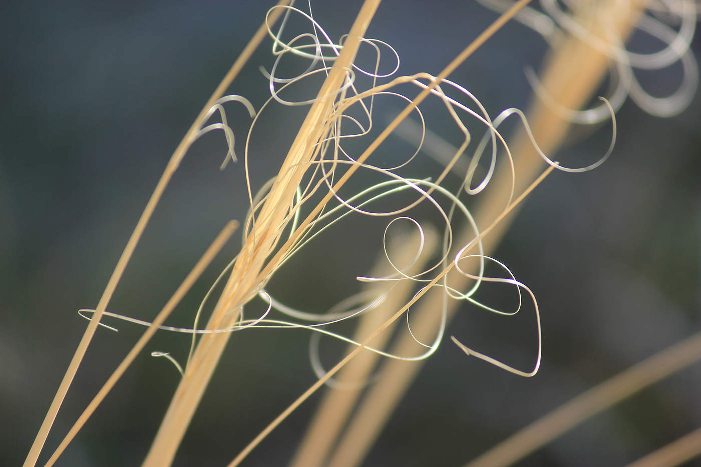 Изображение особи Stipa capillata.