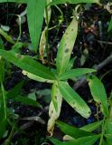 Naumburgia thyrsiflora