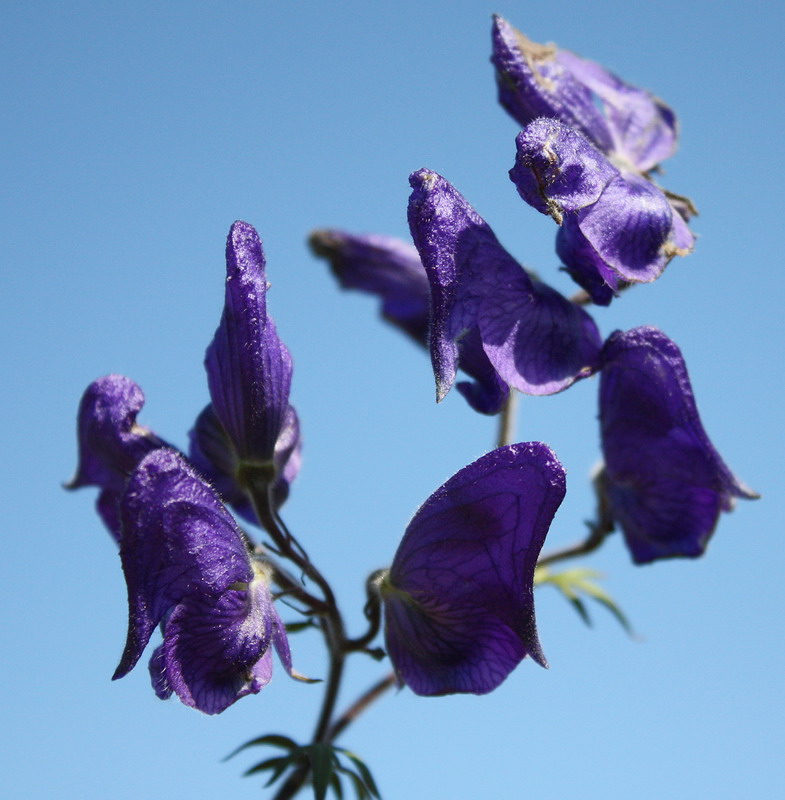 Image of Aconitum volubile specimen.